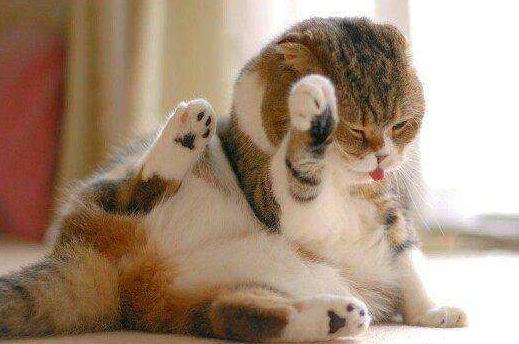 猫咪呼吸困难、体温升高，当心它患上胸膜炎，病猫需主人小心照看