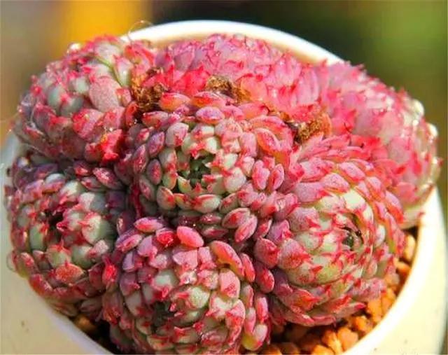 多肉小绿植怎么养,多肉植物小精灵怎么养