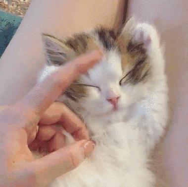 小奶猫的危害视频,小奶猫有什么危险