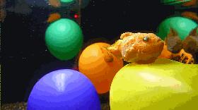 深海最萌的鱼有多萌,最萌最小海水观赏鱼