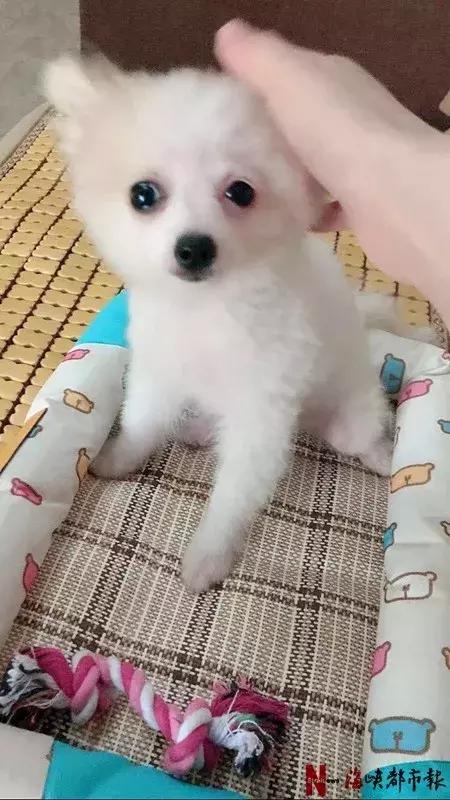 在狗贩子买狗不到半个月死了,宠物店买狗结果是病狗