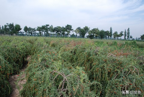 正宗中宁枸杞500g价格多少钱,正宗的中宁枸杞是什么样子