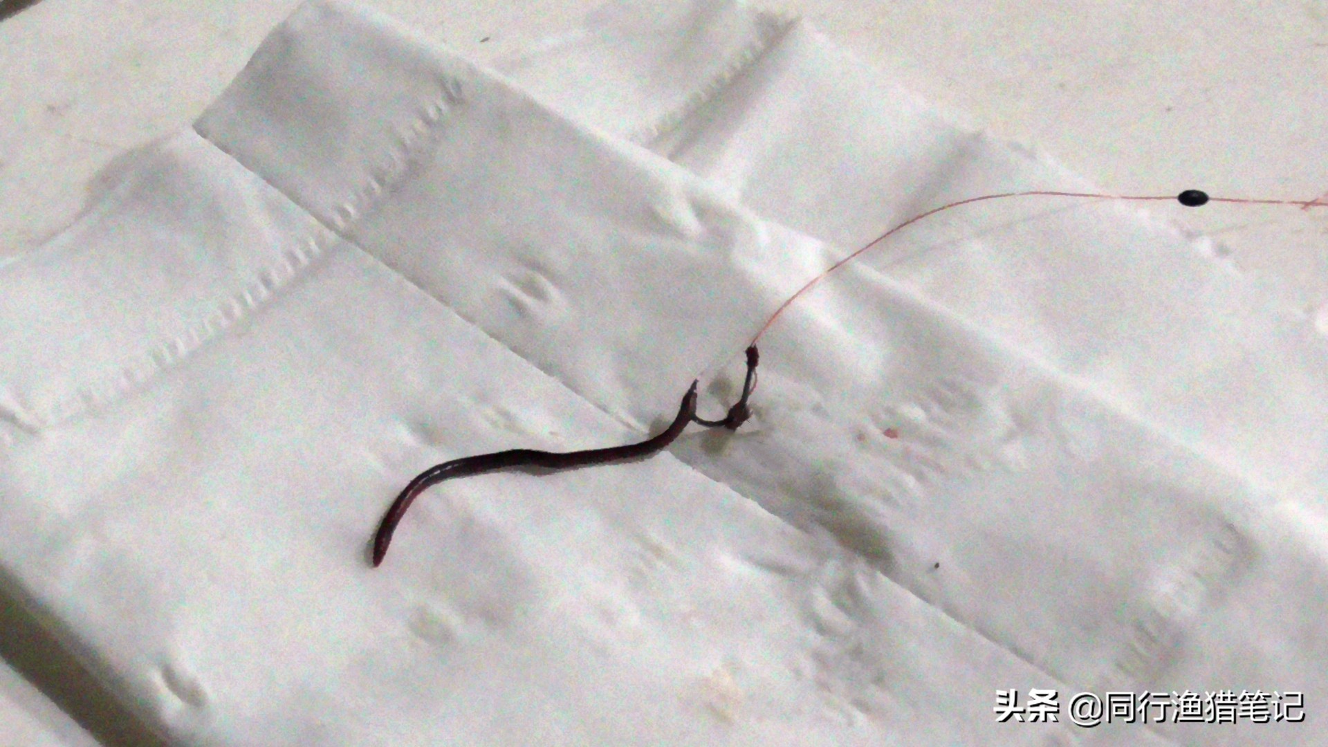 用蚯蚓钓鱼正确的挂钩方法,蚯蚓钓鱼挂钩最好方法图解