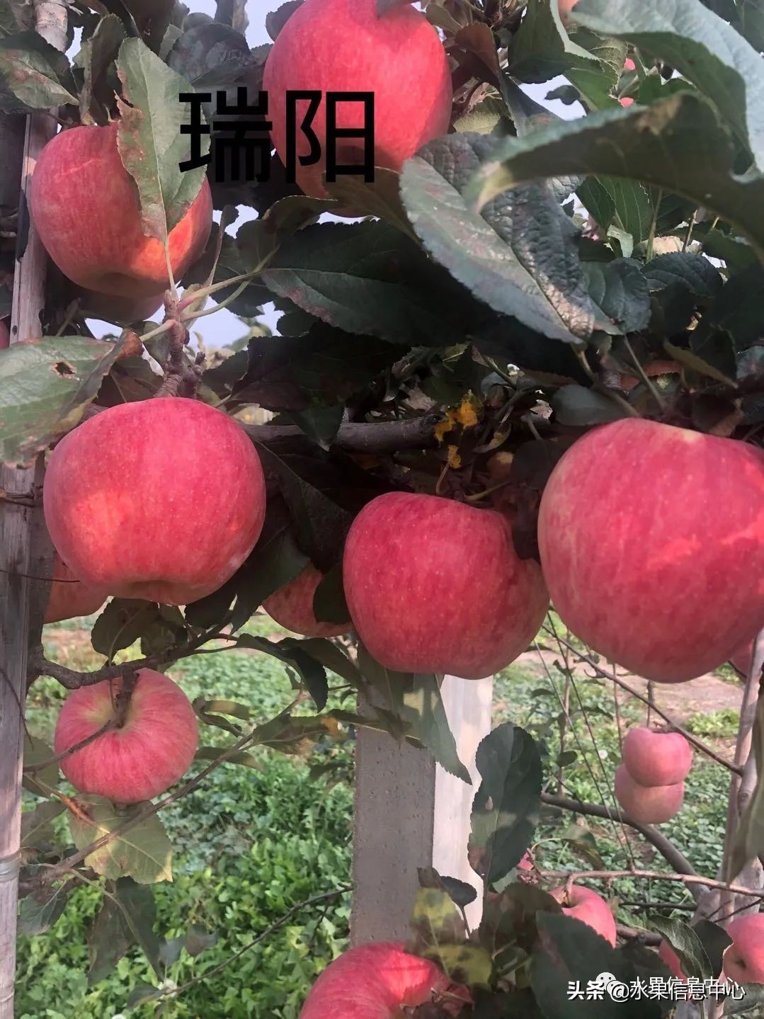 目前最有发展前途的早熟苹果品种,现在最好的富士苹果是什么品种