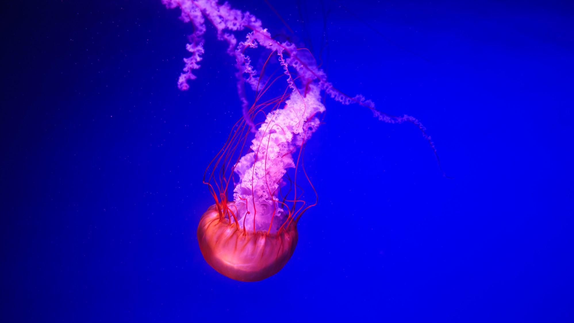 福州15万平方米的海洋世界，半小时带你打卡南北极，五一的好去处