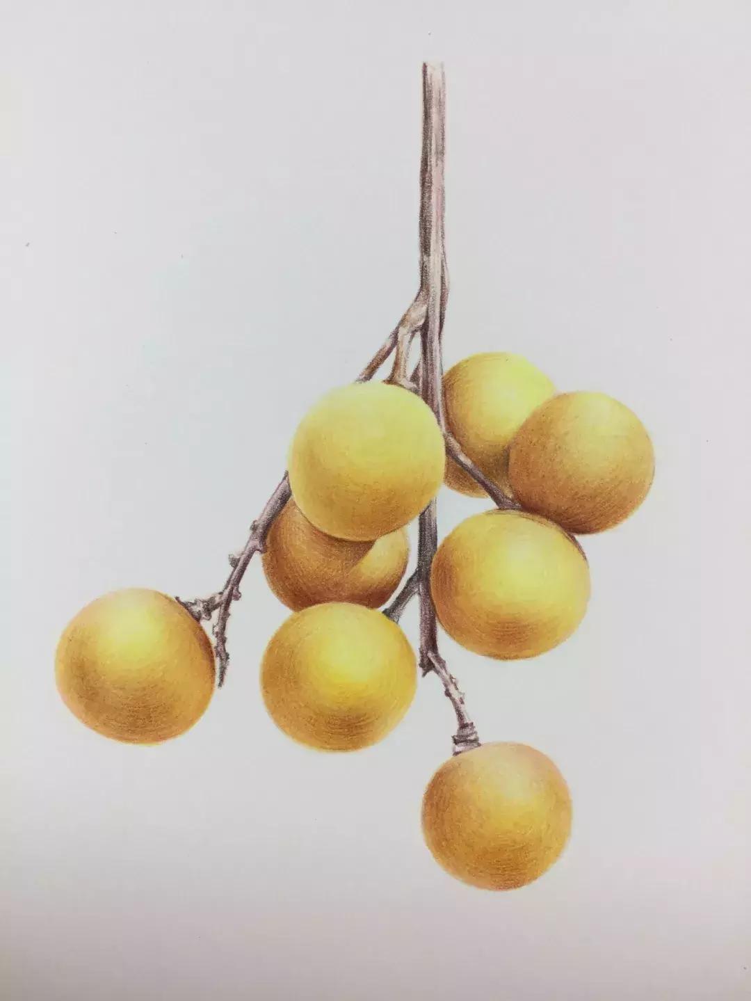 彩铅龙眼,龙眼怎么画彩铅