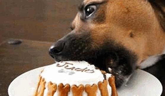 金毛把主人的零食吃了,金毛把糖果和包装吃了