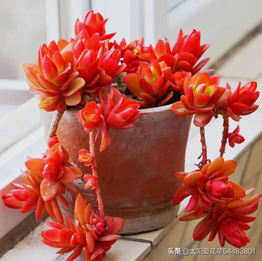 多肉小彩虹糖 (多肉糖果火祭)