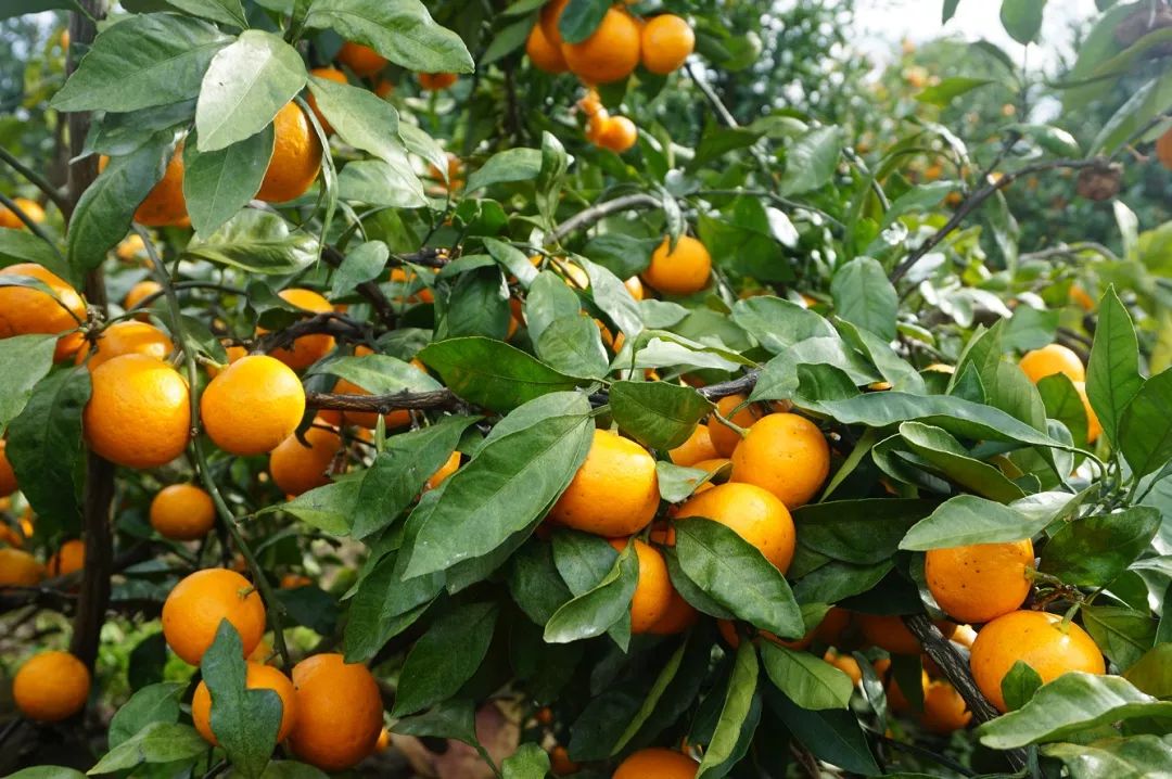 西安直飞1h,西安出发三日游冬季高铁