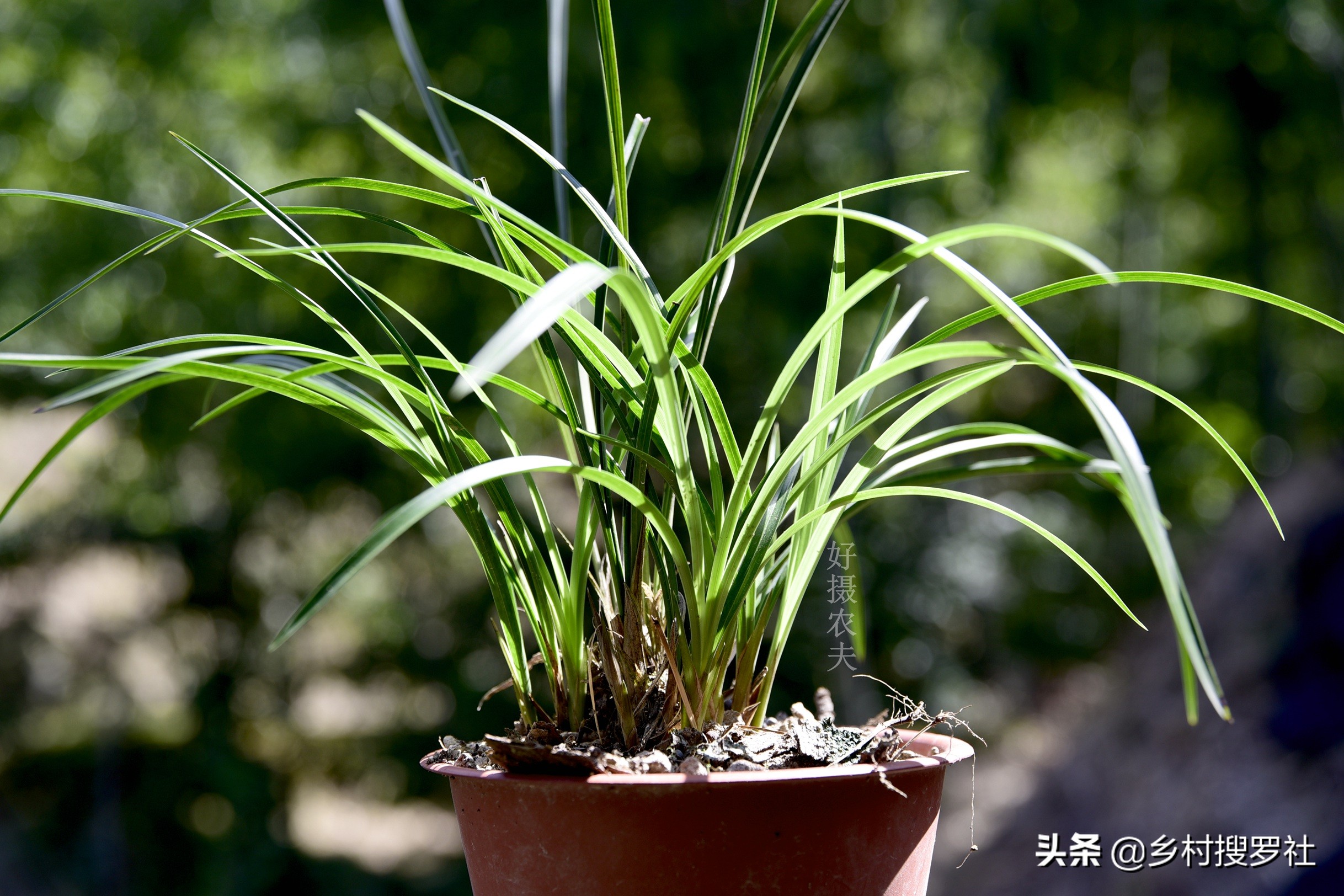 兰花出花苞冬季怎么管理和养护,兰花有花苞后如何养护和管理