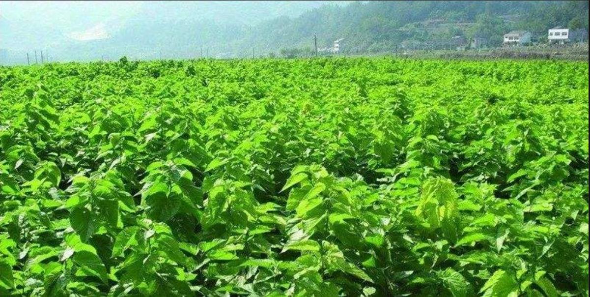 蚕桑产业化发展,桑蚕养殖的全产业链有哪些