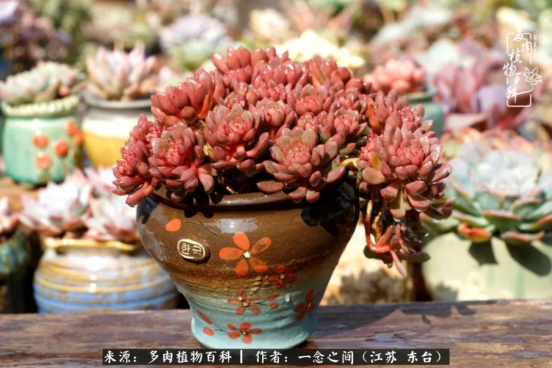 对多肉植物的爱心寄语,赏兰花感言