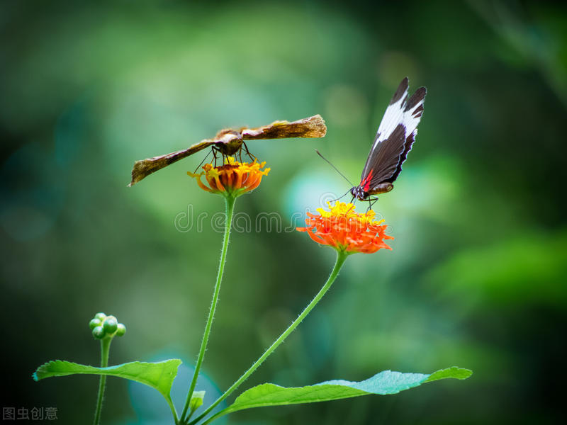 红蜻蜓是春天丢失的一只脚丫，蝴蝶驮着春天飞翔，今天继续读诗