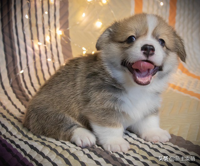 柯基狗耳朵竖起来还会塌下去吗,柯基犬耳朵立了怎么回事