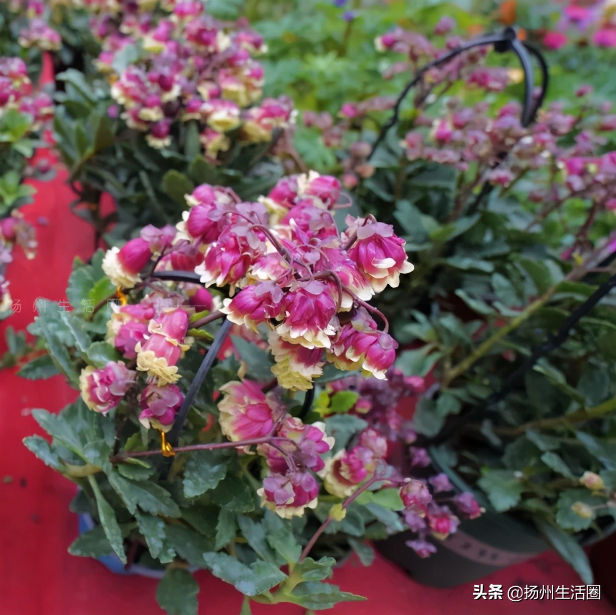 2元花盆批发,2元左右的花盆