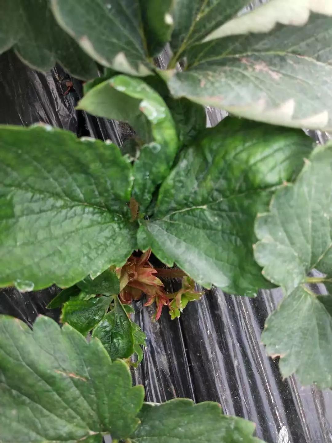 如何有效防治草莓黑星病,草莓白粉病如何预防和治疗