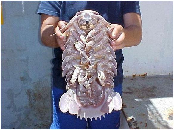 看图识海鲜，这些水产海鲜你都认识吗？