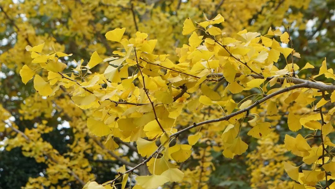 上海最美秋景,上海哪些公园可以拍秋景