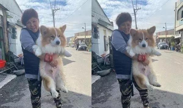 柯基长大了成什么样子,柯基长大都是一个样吗