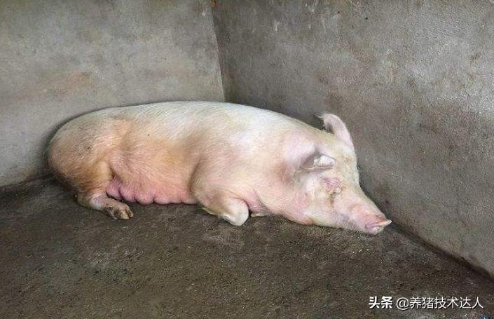 母猪产前产后不食的原因及预防,母猪产前产后不食有什么特效药