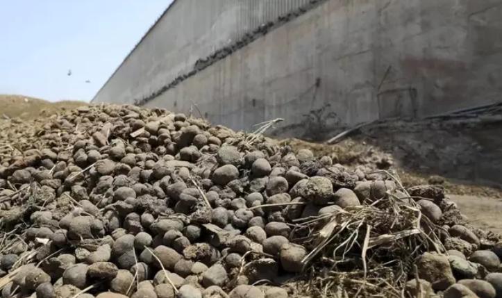 骆驼为什么吐出粉色的肉球,骆驼嘴里有肉球是什么