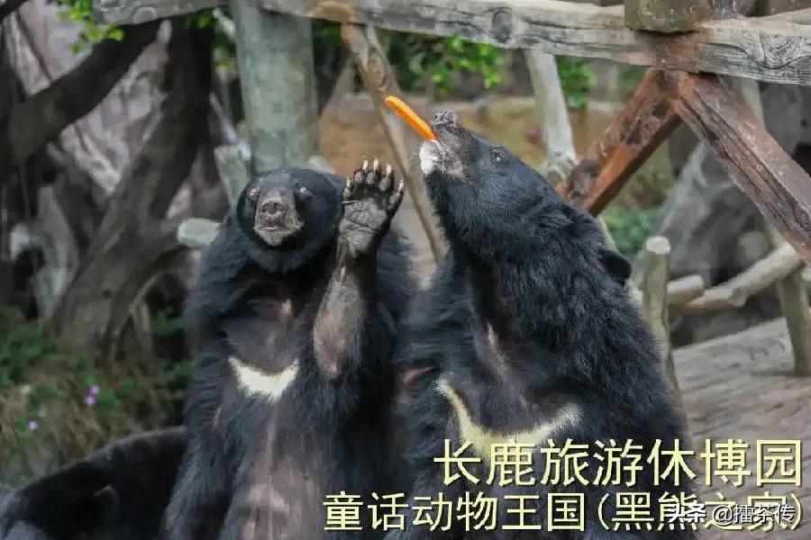 童话动物王国卡组,童话动物王国