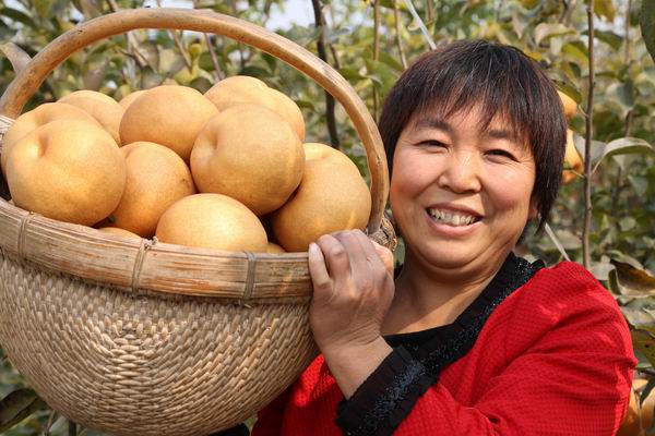 晚秋黄梨怎样才能高产,晚秋黄梨的春季管理方法