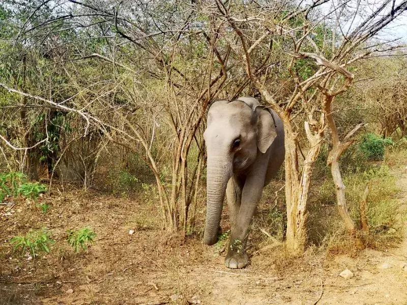 一生必去一次的神奇国度，榴莲白菜价，还有千与千寻里的海上火车
