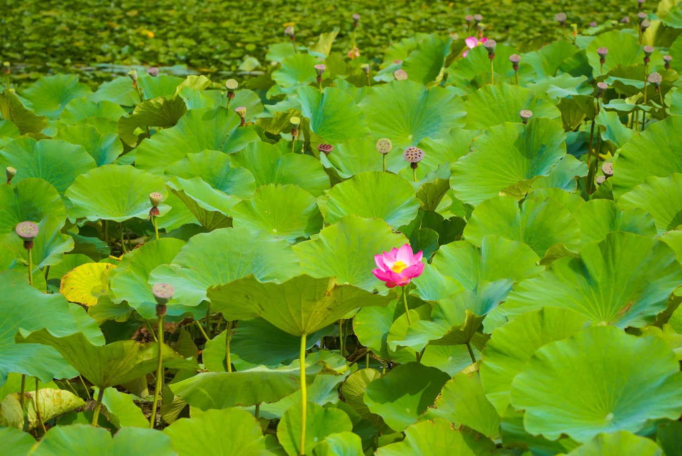 宁夏旅游打卡点,宁夏银川十大网红旅游必打卡