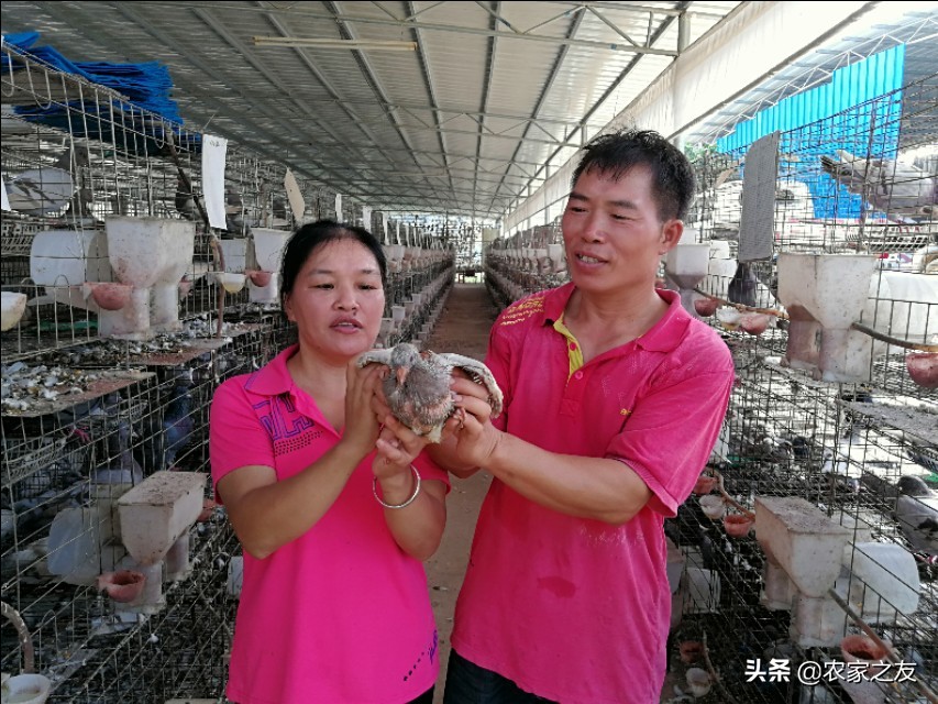 广西大新:赵建成夫妻双双合唱致富“鸽”