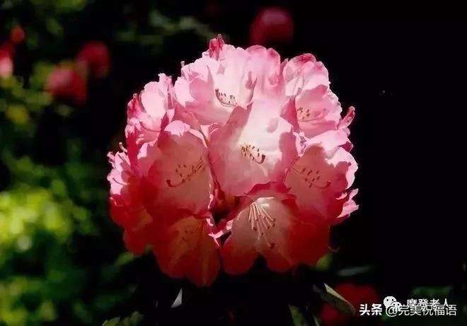 大年初三群相册，有群的都看看，太美了，这辈子见一次值了