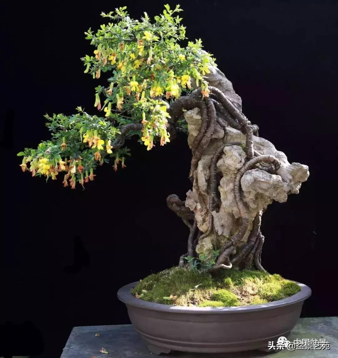 天生好养的36种盆景植物,什么植物盆景适合屋内养