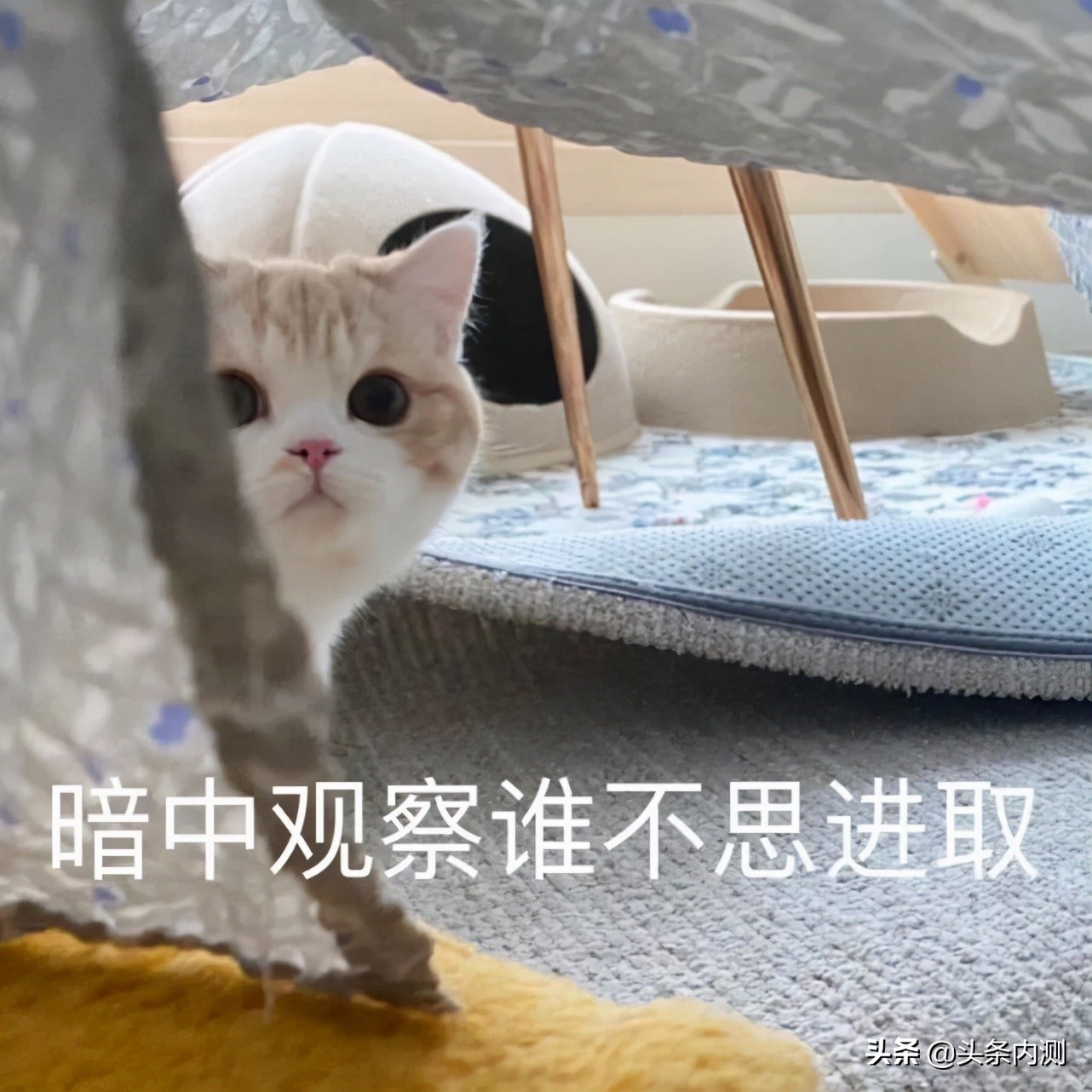 《这些是Bug》vol.6丨头条内测教程