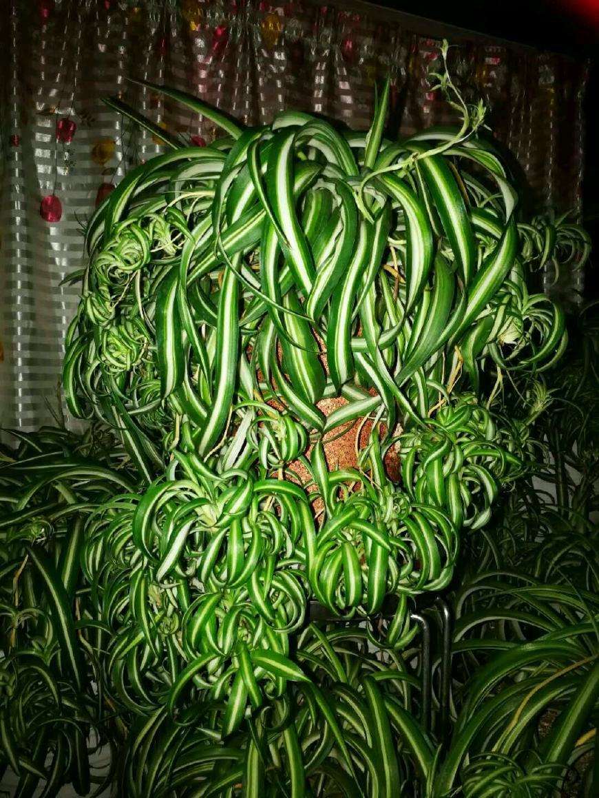 养吊兰君子兰学会1个小方法,君子兰吊兰怎么养才能长得快