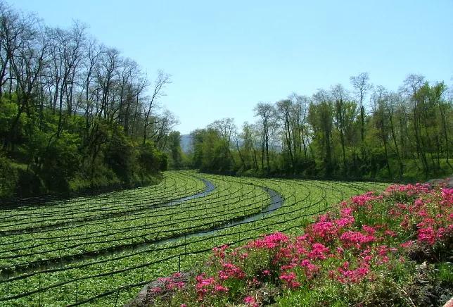 25亩荒地居然年游客竟然超过100万