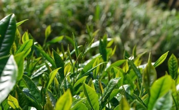 人生如茶少年时,请简要阐述茶圣陆羽的人生经历