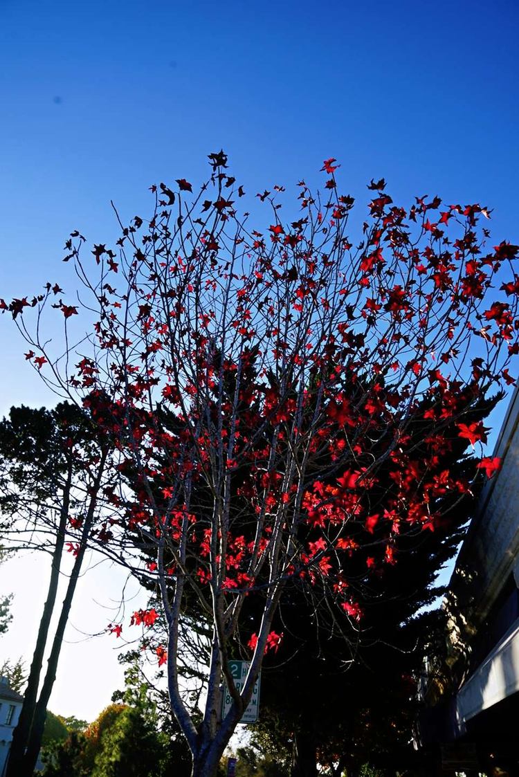 美国德州西部自由行,美国西海岸可以自由航行么