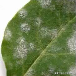 枸杞白粉虱,枸杞黑果病怎么治