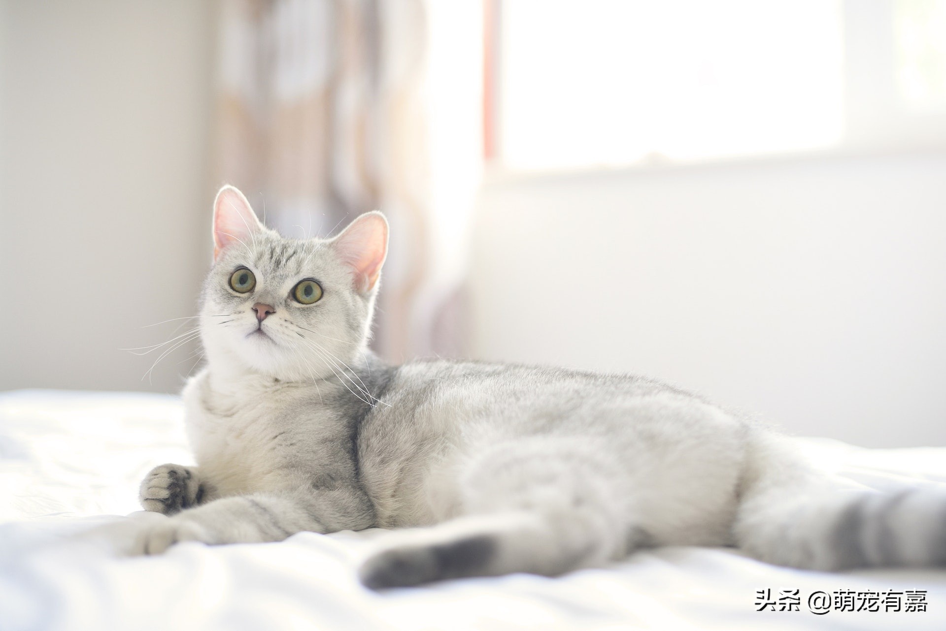 猫咪霉菌耳炎怎么治疗,猫咪霉菌中毒几天发作