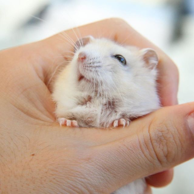 仓鼠向猫咪求饶,仓鼠向主人求救的征兆