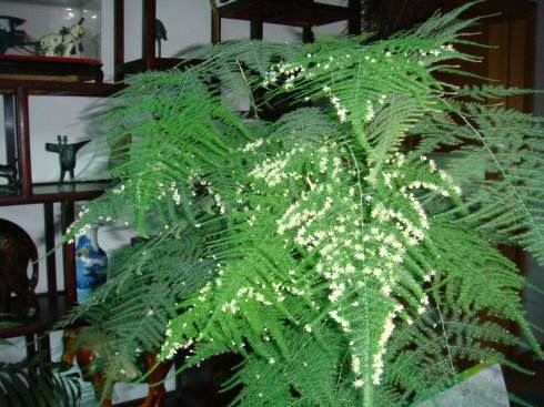 文竹叶子发黄怎么办能快速解决,文竹叶子发黄的补救方法