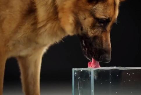 狗狗大量饮水会导致吐黄水吗,狗狗晚上喝水特别频繁是怎么回事