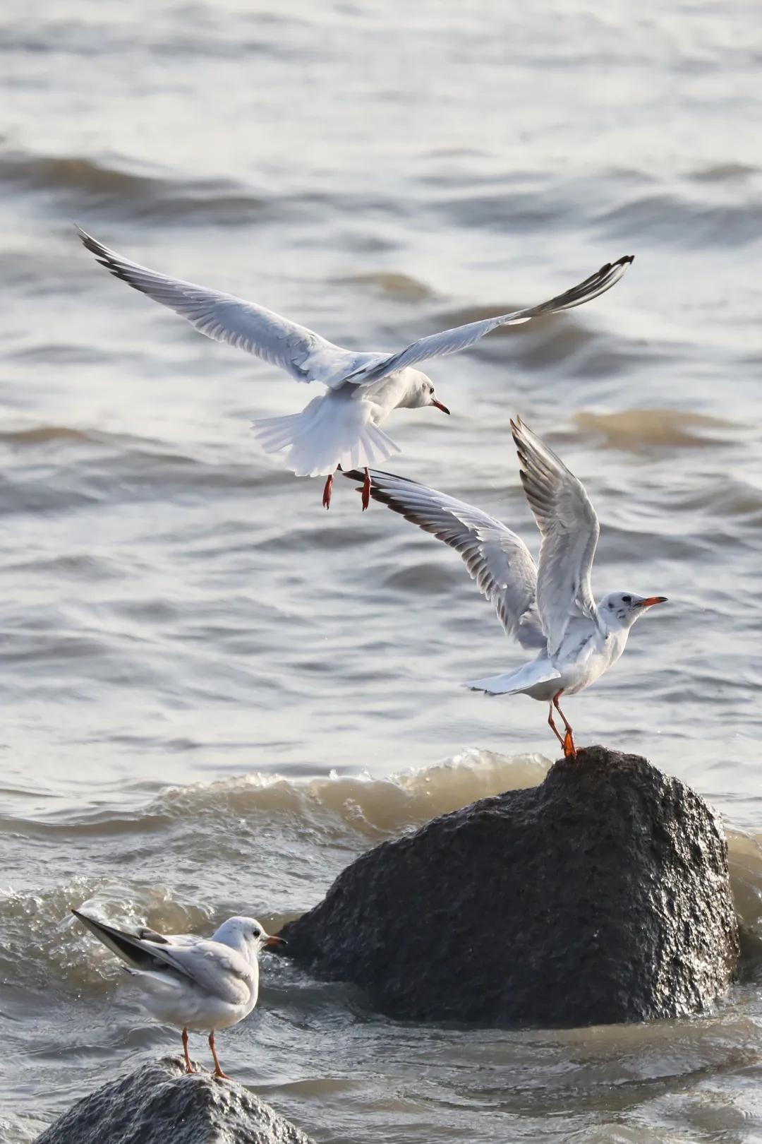 这个春节怎么过一大波攻略来啦,春节期间的最全攻略