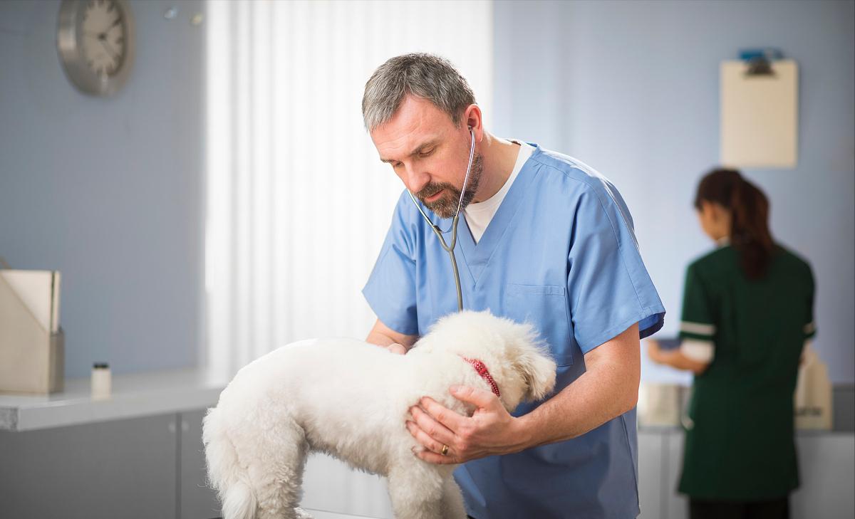 比熊犬泪痕严重是什么原因,比熊犬泪痕比较严重怎么回事