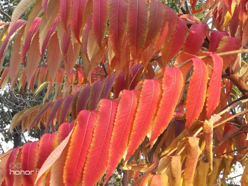 [秋叶之赋]秋日落叶漫漫，落叶归根，然而落叶有顽强的生命力