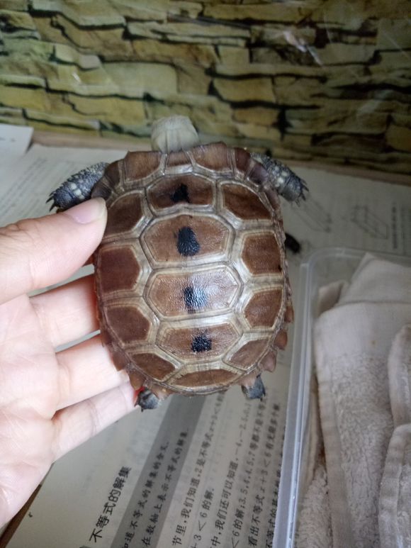 世界陆龟图鉴,世界稀有物种陆龟