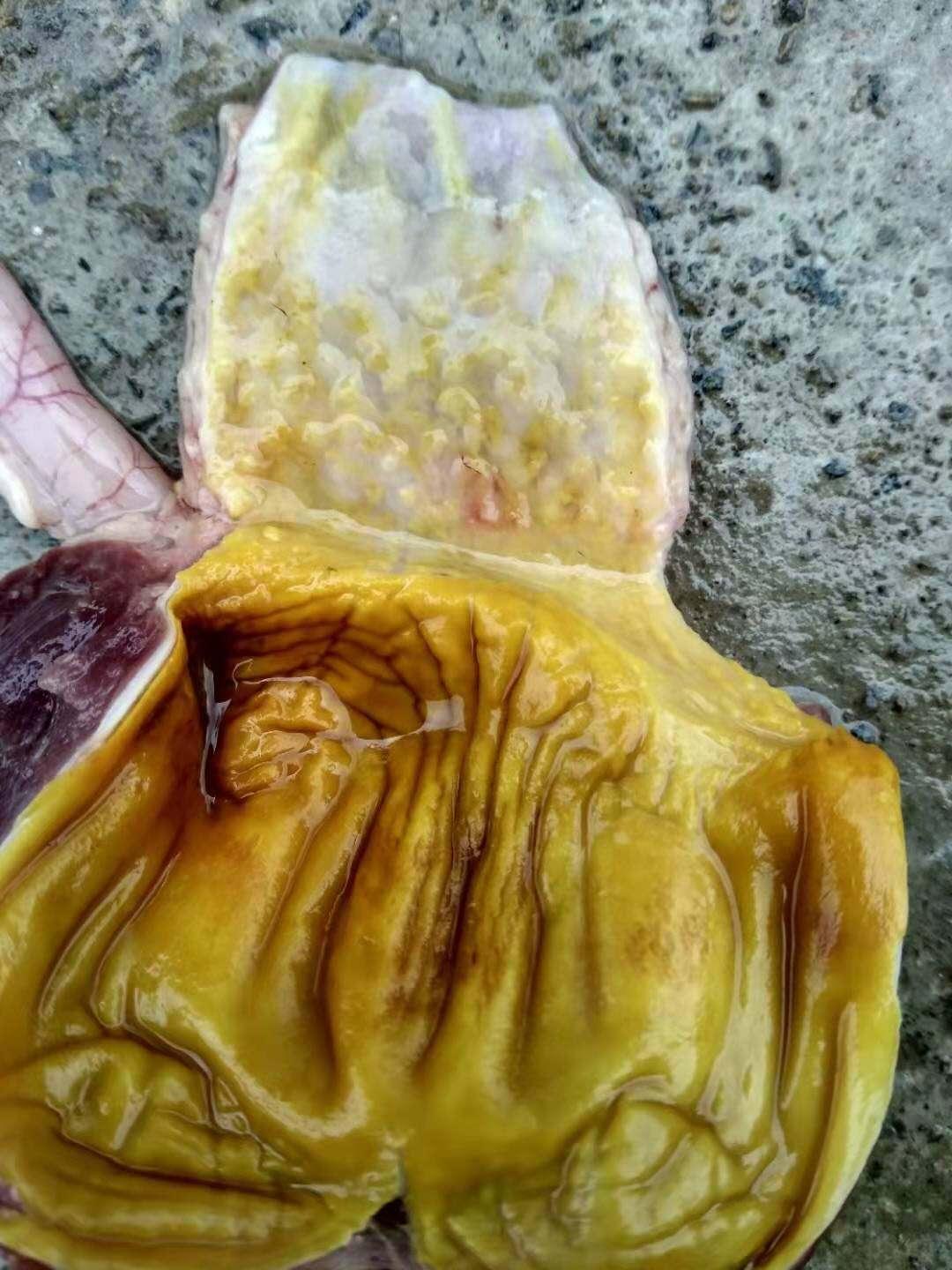 养殖场霉菌疾病,养殖霉菌前景如何