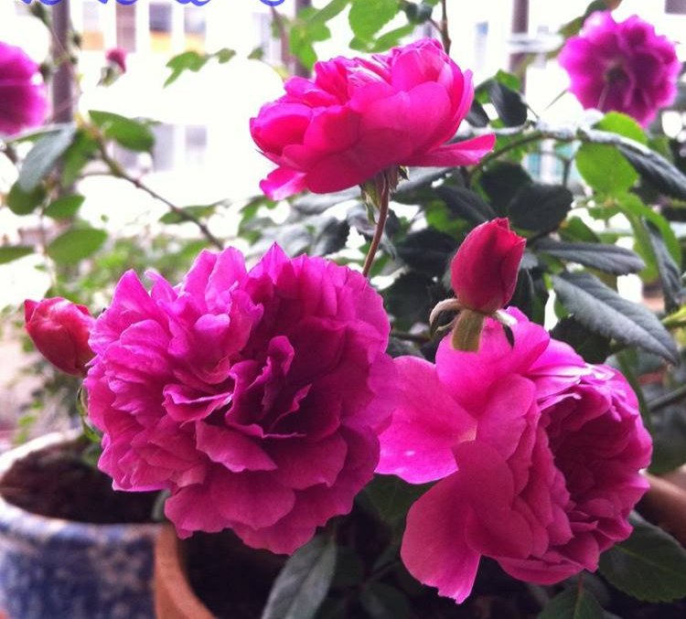 人养花花养人下句,什么花好养活又好看还可以吃的