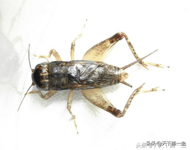 蟋蟀虫谱口诀,蟋蟀转手卖的技巧