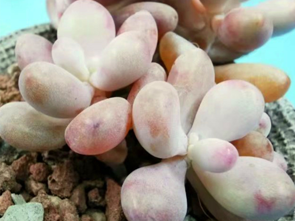 十里桃林是梦，桃蛋养护过程中问题不断才是“真相”，要这样解决